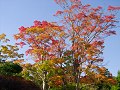紅葉の撮影