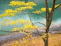 丹沢湖湖畔の黄葉
