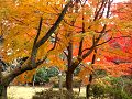 紅葉の撮影
