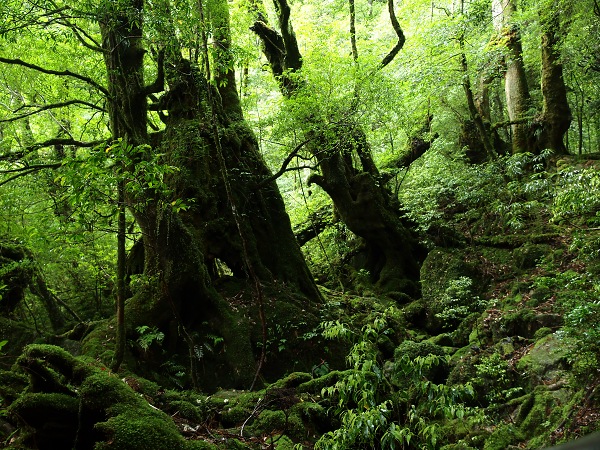 屋久島 - 日本の世界遺産