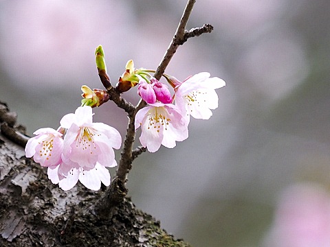 早咲き桜/ふれあいの森